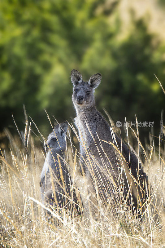 灰袋鼠（Macropus giganteus）